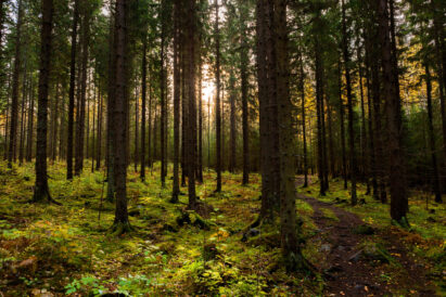 The natural environment of Sibelius Forest offers a tranquil outdoor experience.