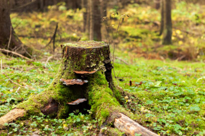 In Sibelius Forest, you can familiarize yourself with various fungal species that have colonized decaying stumps and tree trunks.