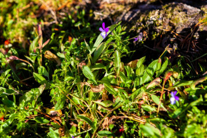 In Sibelius Forest, you can explore a natural South Finnish forest.